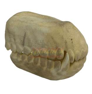 Alien: Covenant (2017) - Xeno Jaw Pieces | Hanlin Auction Service