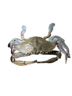 Animatronic Crab Barb and Star go to Vista Del MarMovie/TV Props | Premiere Props