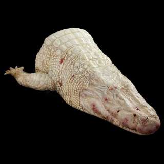 ANNIHILATION - Lot 73 - Half Body Dead Albino Alligator