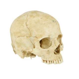 DJANGO UNCHAINED (2012) - Lot 849 - Old Ben‘s Skull