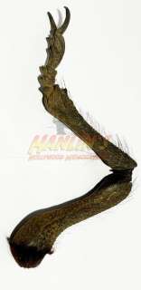 The Thing (2011) - 3 Jointed Insect Leg | Hanlin Auction Service