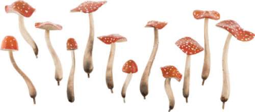 Miniature Mushrooms (12) from Tim Burton‘s Alice in Wonderland (Disney, 2010). ...