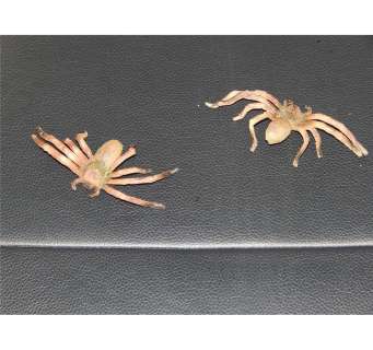 Arachnaphobia a pair of Baby Bob resin and rubber hand painted spiders from the scene where they are | Piece of the Past
