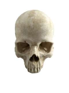 Django Calvin Candie (Leonardo DiCaprio) Hero Skull Movie Props | Premiere Props