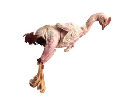 The Hateful Eight Fake Chicken Movie Props | Premiere Props