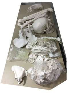 Hell Fest Skeletal System | Premiere Props