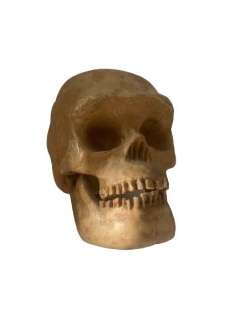 Night Of The Demons Human Skull Movie Props | Premiere Props