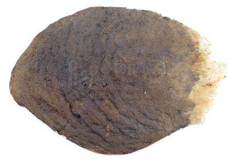 DRAGONSLAYER (1981) - Lot 219 - Phil Tippett Collection: Vermithrax Pejorative Dragon Scale