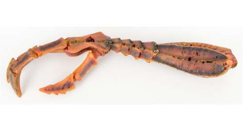 Banshie Alien Arm from Space Rangers | Blacksparrow