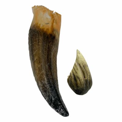 Lot 242: Godzilla (1998) Production Used 1/6 Scale Animatronic Puppet Tooth & 1/6 Scale Animatronic Puppet Claw | VIP Fan Auctions
