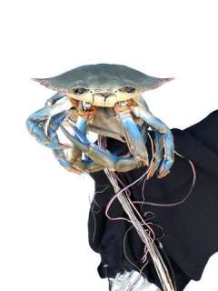 Animatronic Crab Movie/TV Props | Premiere Props