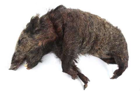 LOST - Lot 862 - Boar carried by Locke/Man in Black