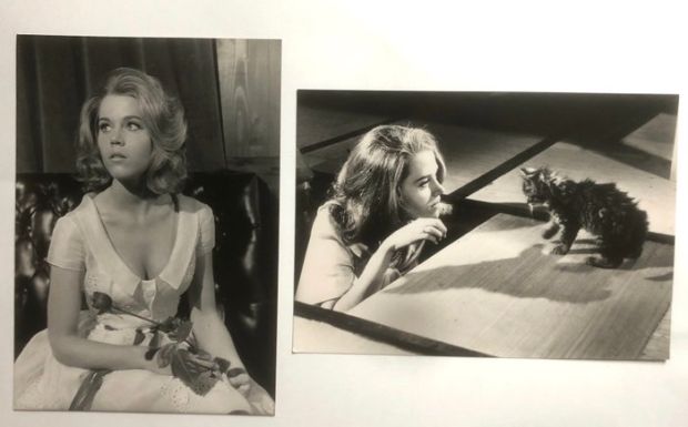 KIPA/Interpress - Jane Fonda – Les félins - 2 photos de presse originales – 1964 | Catawiki
