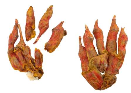 Evil Dead, the (1981) | Deadite Gloves | Propstore