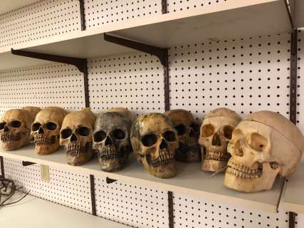 Group of 12 human skull props from the popular sci-fi tv series | Direct Liquidation