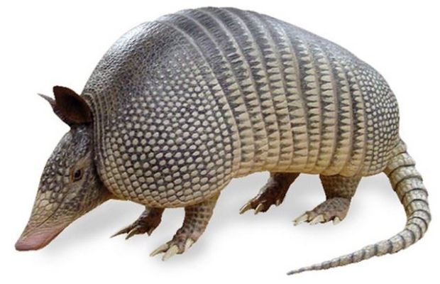 Lot 16 - Animatronic Armadillo Puppet Movie Props | Premiere Props