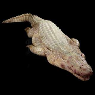 ANNIHILATION - Lot 40 - Full Body Dead Albino Alligator