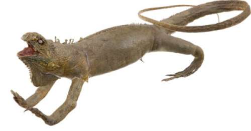 Jurassic Park Prop Stuffed Iguana. | Heritage