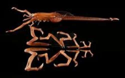 MEN IN BLACK 3 (2012) - Lot 317 - Boris the Animal‘s (Jemaine Clement) Weasel Maquette