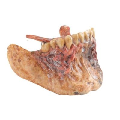 ARMY OF DARKNESS (1992) - Lot #650 : Evil Ash‘s (Bruce Campbell) Lower Jaw Appliance