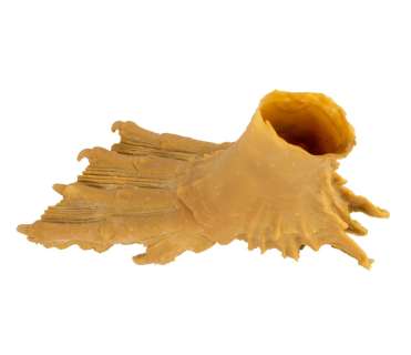 CREATURE FROM THE BLACK LAGOON Latex Casting of Right Foot from Original Mold | Blacksparrow