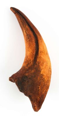 Jurassic World: Dominion (2022) Production-made T-Rex Claw prop from the Universal Studios film. As… | Ewbank’s