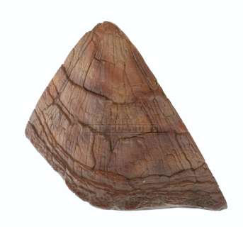 Jurassic Park - Triceratops Epoccipital Bone - A208 | Icons of Pop Culture