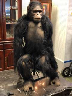 "Caesar" - "Rise of the Planet of the Apes" - approx. 3 1/2ft tall life-size figure w/ extra pair of | Direct Liquidation