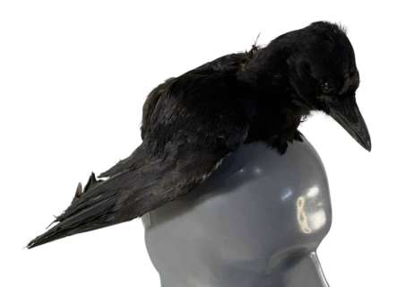 Lot 286 - The Lone Ranger (2013) - Johnny Depp Head Crow