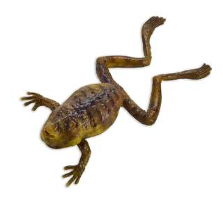 The Book of Boba Fett Sorgan Frog | Studio Auctions