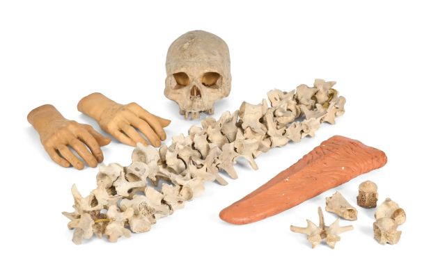 Sfx Props | Lot 264 - Kaiju Tongue, Bones, Severed Hands | Julien’s