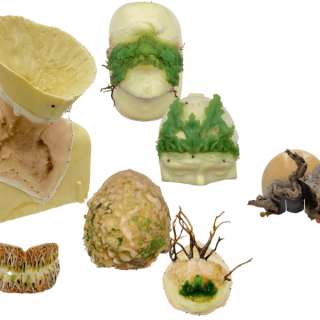 Men Green Man Rory Kinnear Production Used Prosthetic Set, Mouth Piece & Neck Skin | VIP Fan Auctions