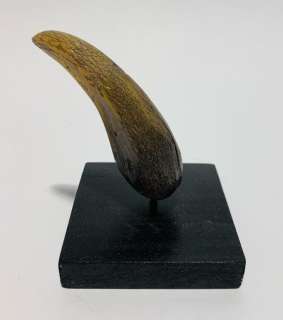 Jurassic Park (1993) - Prop Tooth | Hanlin Auction Service