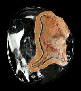 I, FRANKENSTEIN - Adam‘s (Aaron Echhart) Scar Appliance