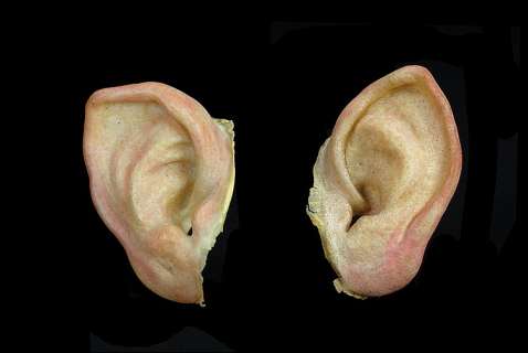 Lot 1822 - Sean Astin "Samwise" prosthetic Hobbit ears from The Lord of the Rings trilogy.