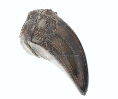 Lot 199 - Jurassic Park - Tyrannosaurus Rex Claw – A822
