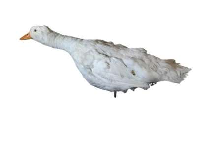 Ted Movie Animatronic Duck Puppet Movie Props | Premiere Props