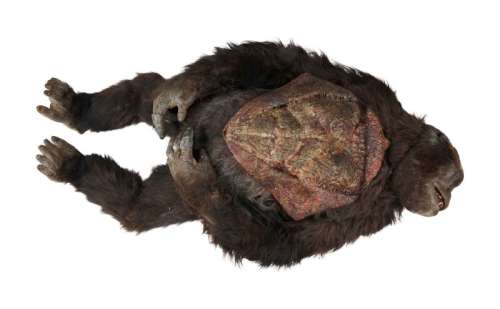 Lot 139 - Buddy | "Gorilla Autopsy" Life Size Figure