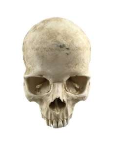 Django Calvin Candi (Leonardo DiCaprio) Skull Movie Props | Premiere Props