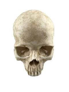 Calvin Candie (Leonardo DiCaprio) Skull Movie Props | Premiere Props