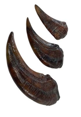 Lot 88 - Jurassic Park (1993) - Velociraptor Claw Set | Hanlin Auction Service
