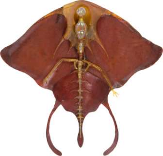 N.T.I. (Non-Terrestrial Intelligence) Alien creature from The Abyss (TCF, 1989). ...