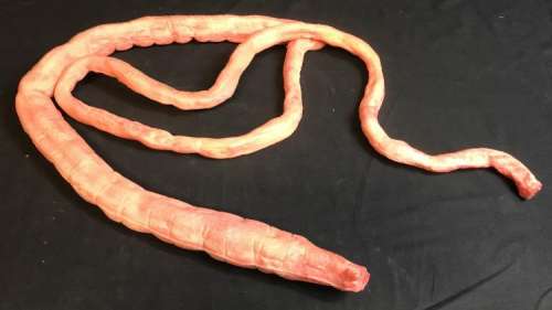 Lot 205 - Stranger Things (2016-) - Special Effects Intestines Set