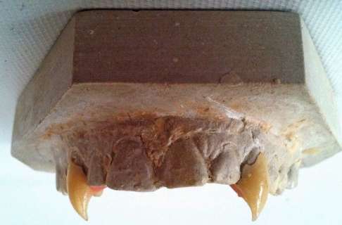 Blade Blade (Wesley Snipes) Vampire Teeth | Premiere Props