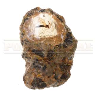 Jurassic Park - Amber Mosquito Prop-Inspired Crew Gift - 53-848 | Icons of Pop Culture