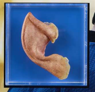 Lot #63 - Zachary Quinto Spock Ear Star Trek Into Darkness