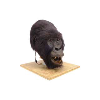 GORILLAS IN THE MIST (1988) - Lot 194 - Animatronic Rogue Gorilla Mask