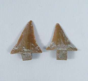 Jaws Shark Teeth | Premiere Props