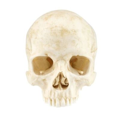 DJANGO UNCHAINED (2012) - Lot #619 : Hero Skull
