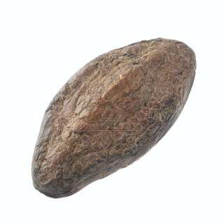 Jurassic Park - Triceratops “Paint Test” Body Scute – A744 | Icons of Pop Culture